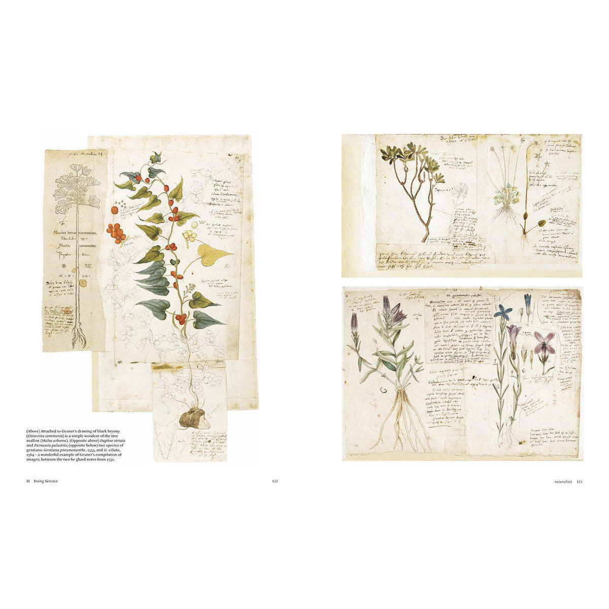 Botanical Sketchbooks