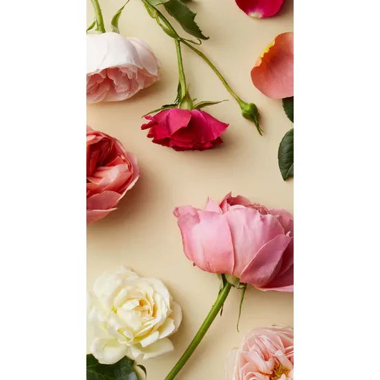 The Botanicals Deck: 70 Plants and Flowers to Enhance Your Life―Plus Herbal Recipes and Rituals