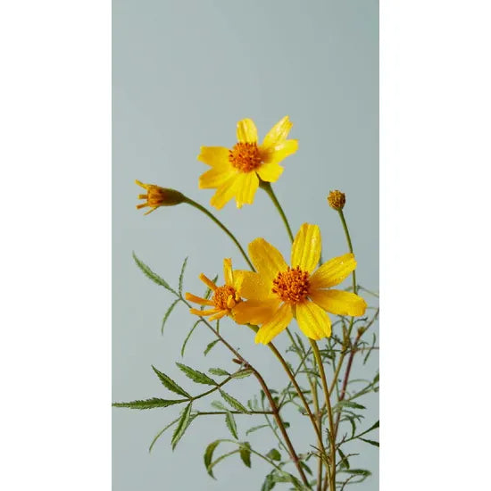 The Botanicals Deck: 70 Plants and Flowers to Enhance Your Life―Plus Herbal Recipes and Rituals